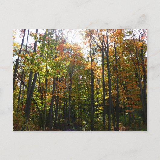 Zonovergoten herfstbos herfstlandschap briefkaart (Voorkant)