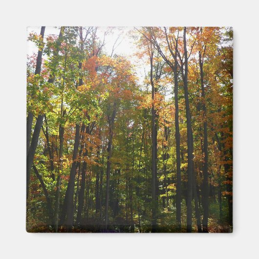 Zonovergoten herfstbos herfstlandschap magneet (Voorkant)