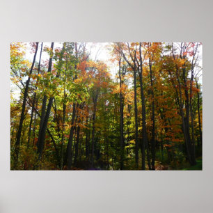 Zonovergoten herfstbos herfstlandschap poster