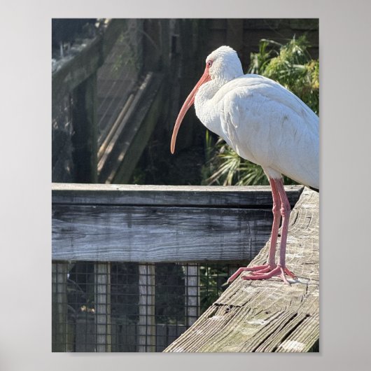 Zonovergoten Ibis Poster (Voorkant)
