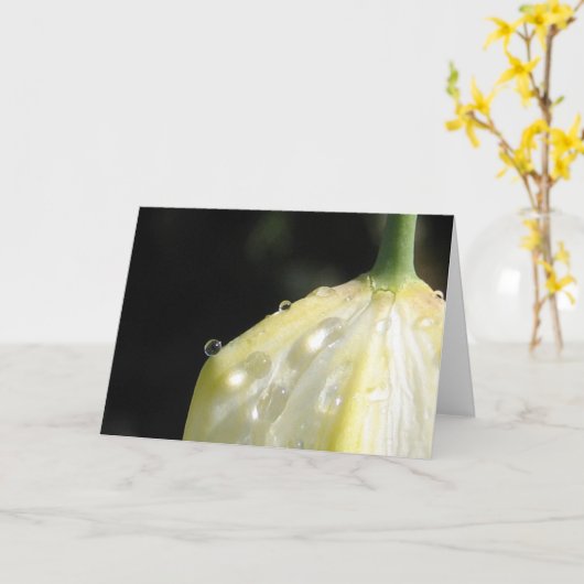 Zonovergoten ivoren tulp Elegante Natuur Kaart (Gele Bloem)