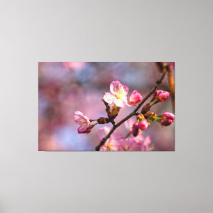 Zonovergoten Kersenbloesems en Knoppen Op Een Mooi Canvas Afdruk