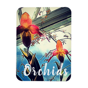 Zonovergoten Orchideeën Foto Magneet