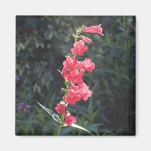 Zonovergoten roze penstemon bloem spring magneet (Voorkant)