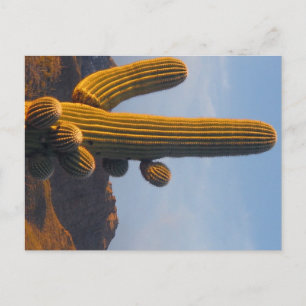Zonovergoten Saguaro - Arizona ansichtkaart Briefkaart