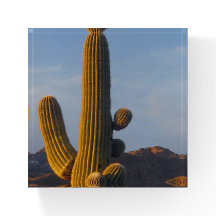 Zonovergoten Saguaro Cactus