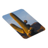 Zonovergoten Saguaro Cactus Magneet (Rechterzijde)