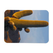Zonovergoten Saguaro Cactus Magneet (Horizontaal)