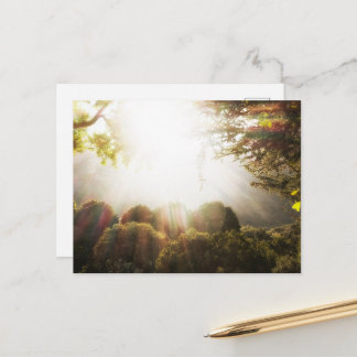 Zonovergoten Serene Bosweide Ansichtkaart Briefkaart