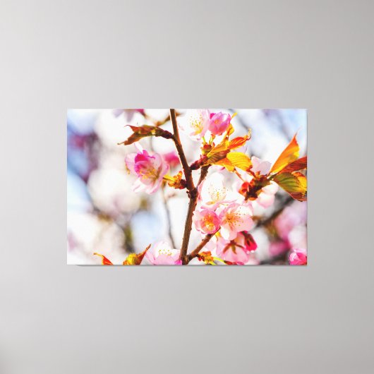 Zonoverlichte Roze Sakura Bloemen. Kersenbloesems Canvas Afdruk (Voorkant)
