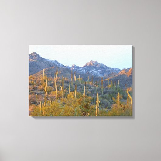 Zonoverlichte Saguaros in Winter Gewikkeld Canvas Afdruk (Voorkant)