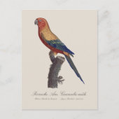 Zonparkiet mannetje, Aratinga solstitialis Briefkaart (Voorkant)