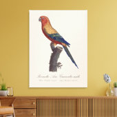 Zonparkiet mannetje, Aratinga solstitialis Canvas Afdruk (Insitu (Woonkamer))