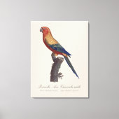 Zonparkiet mannetje, Aratinga solstitialis Canvas Afdruk (Voorkant)