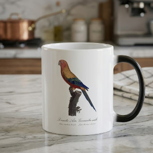 Zonparkiet mannetje, Aratinga solstitialis Magische Mok