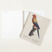 Zonparkiet mannetje, Aratinga solstitialis Planner (Display)