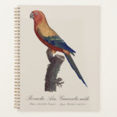 Zonparkiet mannetje, Aratinga solstitialis Planner (Voorkant)