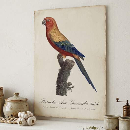 Zonparkiet mannetje, Aratinga solstitialis Poster
