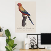 Zonparkiet mannetje, Aratinga solstitialis Poster (Thuiskantoor)