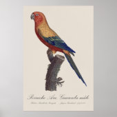 Zonparkiet mannetje, Aratinga solstitialis Poster (Voorkant)