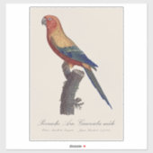 Zonparkiet mannetje, Aratinga solstitialis Sticker (Vel)