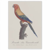 Zonparkiet mannetje, Aratinga solstitialis Sticker (Voorkant)