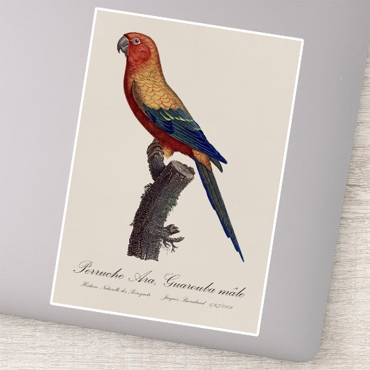 Zonparkiet mannetje, Aratinga solstitialis Sticker