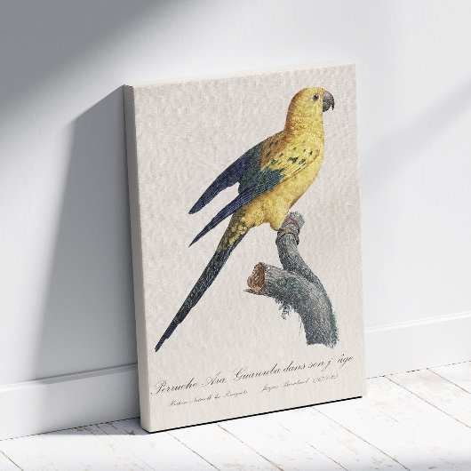 Zonparkiet of Aratinga solstitialis Canvas Afdruk