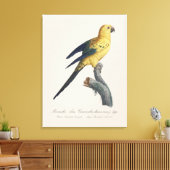 Zonparkiet of Aratinga solstitialis Canvas Afdruk (Insitu (Woonkamer))