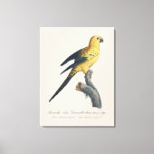 Zonparkiet of Aratinga solstitialis Canvas Afdruk (Voorkant)