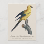 Zonparkiet of Solitaire parkiet Aratinga solstitia Briefkaart (Voorkant)
