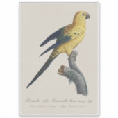 Zonparkiet of Solitaireparkiet Aratinga solstitial Sticker (Voorkant)