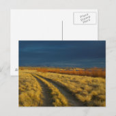 Zonsondergang accentueert de rode bast van struike briefkaart (Voorkant / Achterkant)