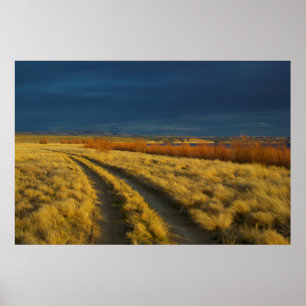 Zonsondergang accentueert de rode bast van struike poster