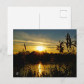 Zonsondergang bij een meertje met rietpluimen. briefkaart (Voorkant / Achterkant)