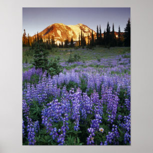 Zonsondergang boven Mt. Adams en een sub-alpine we Poster