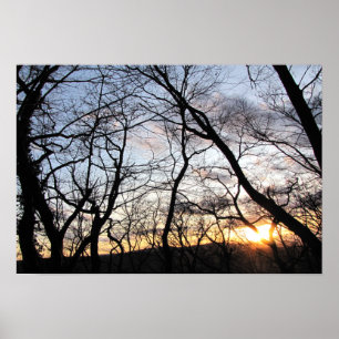 Zonsondergang door takken poster