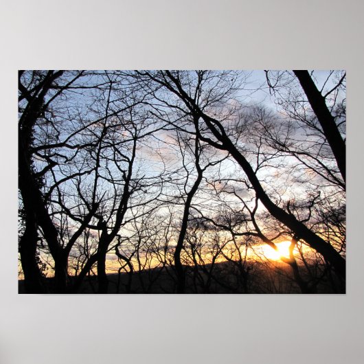 Zonsondergang door takken poster (Voorkant)