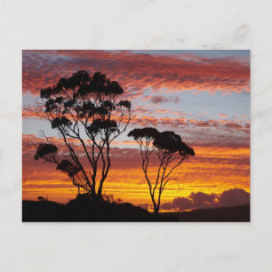 Zonsondergang en eucalyptusboom, Binalong Bay, Bay Briefkaart