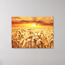 Zonsondergang en tarweveld
