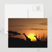 "Zonsondergang Giraffe Silhouet" Ansichtkaart Briefkaart (Voorkant / Achterkant)
