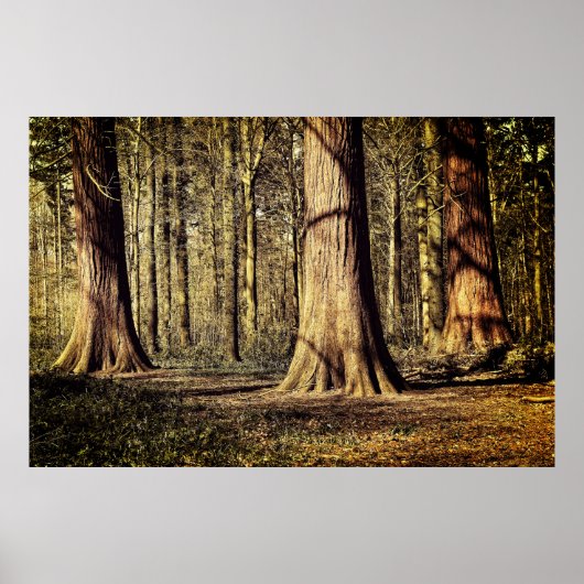 Zonsondergang in het bos poster (Voorkant)