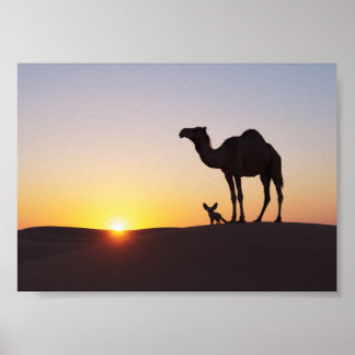Zonsondergang met kameel en woestijnvos poster