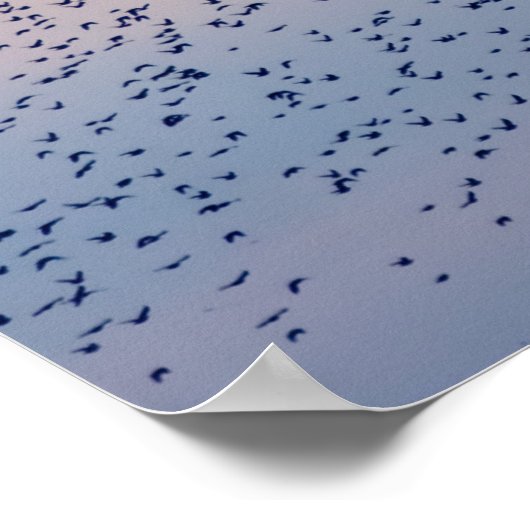 Zonsondergang Murmuration Poster (Hoek)