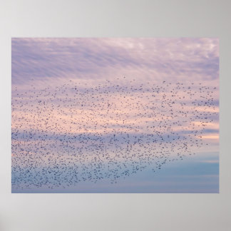 Zonsondergang Murmuration Poster