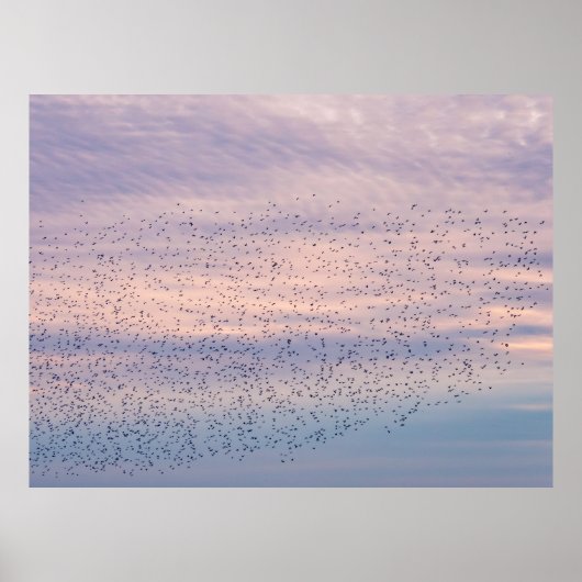 Zonsondergang Murmuration Poster (Voorkant)