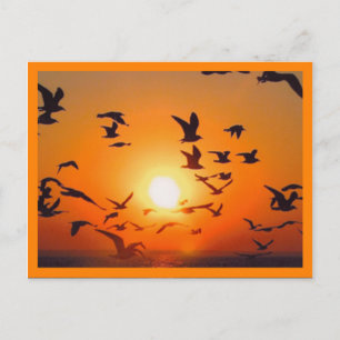 Zonsondergang Oranje Rand Briefkaart