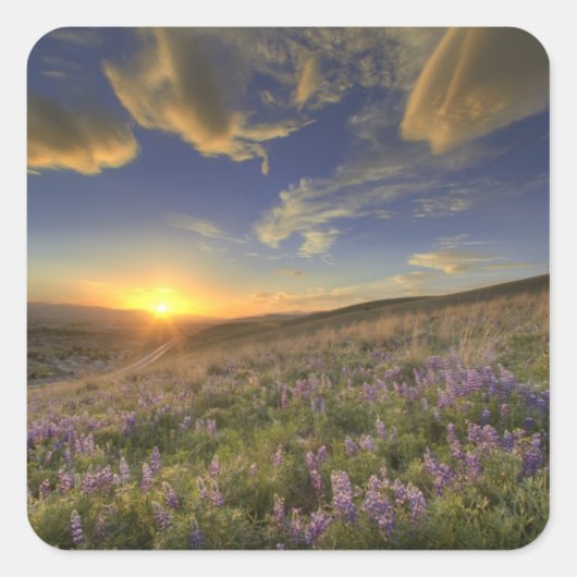 Zonsondergang over de Bitterroot Mountains en wijd Vierkante Sticker (Voorkant)