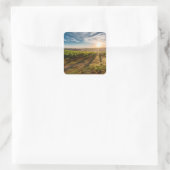 Zonsondergang over de Boerderijen Sticker (Tas)