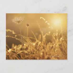 Zonsondergang over zomerweide met lensflare briefkaart